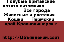 Голубые британские котята питомника Silvery Snow. - Все города Животные и растения » Кошки   . Пермский край,Красновишерск г.